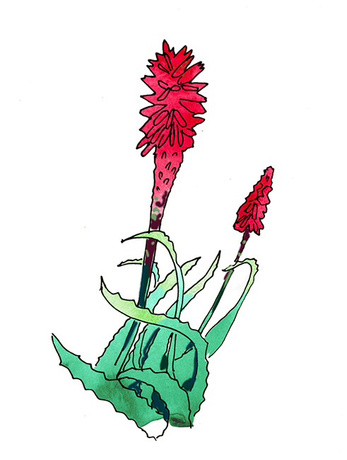 Aloe arborescens, or "candelabra aloe," blooms across the city in winter.