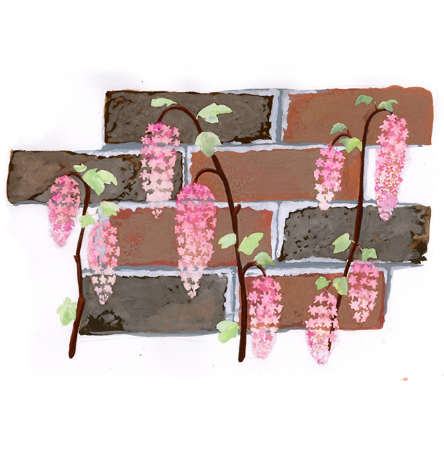 Look for Ribes sanguineum, or "pink flowering currant," growing abundantly in Golden Gate Park in early spring.