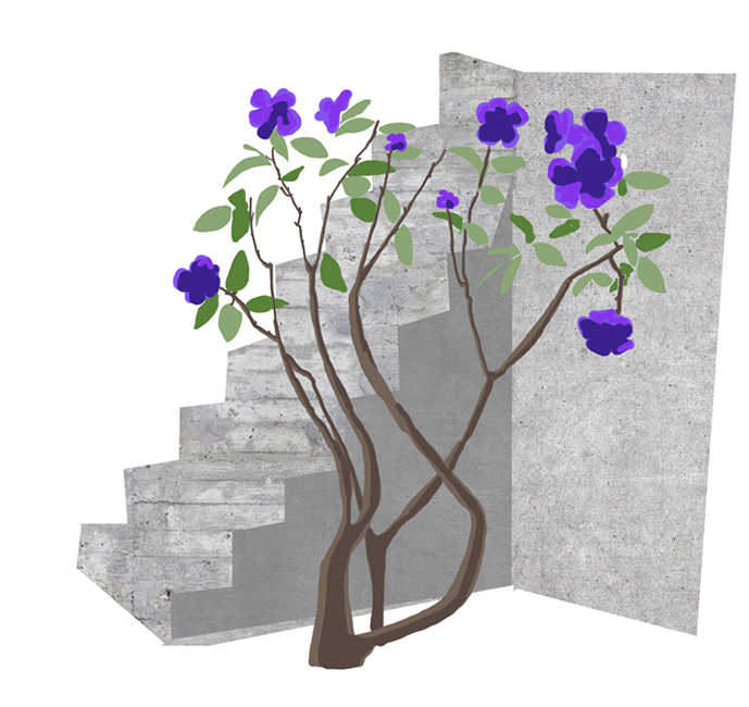 Tibouchina urvilleana, "princess flower" or "glory bush," native to Brazil.