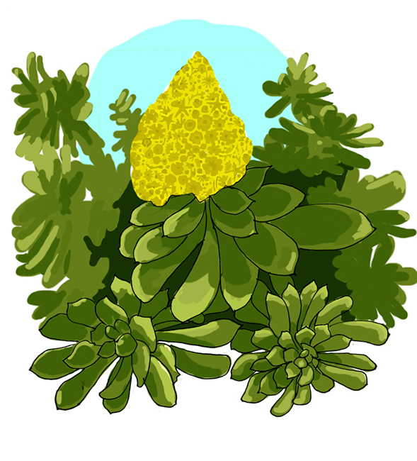 Aeonium arboreum, "tree houseleek" or "Irish rose."