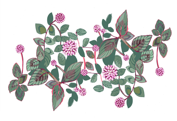 Polygonum capitatum, or "pink knotweed," can be spotted crowding the edges of sidewalks and planters.