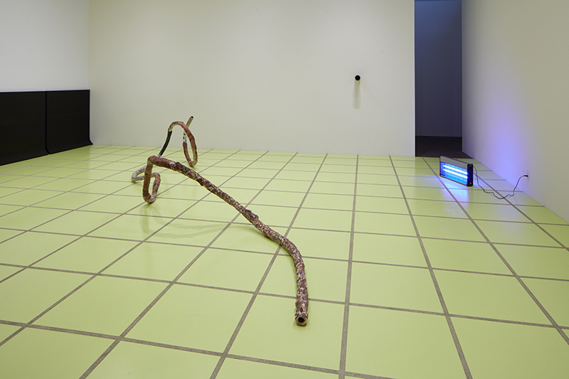 Rosha Yaghmai, Miraclegrow, 2019; installation view, Wattis Institute; Courtesy of the artist and Kayne Griffin Corcoran, Los Angeles; Photo: Johnna Arnold.
