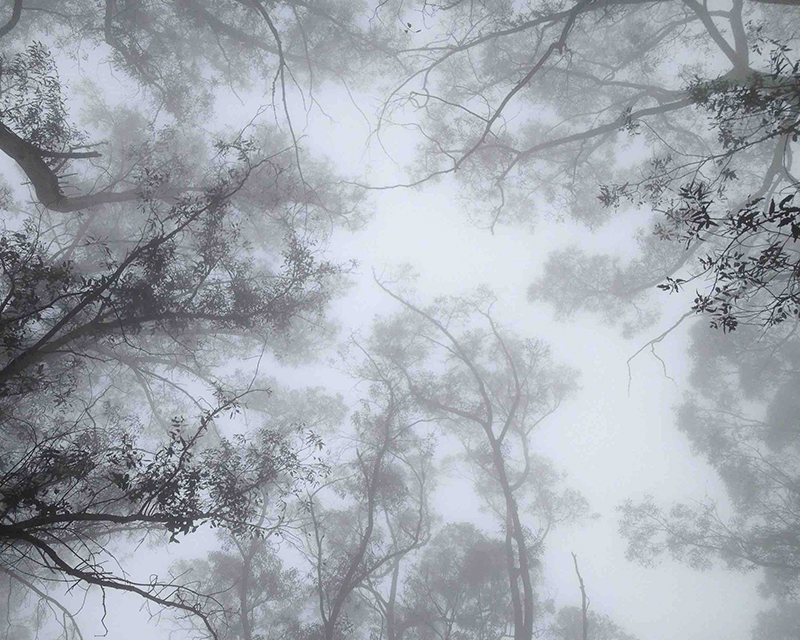 Eucalyptus (Tasmanian blue gum) forest in San Pedro Valley Park, Pacifica, CA.