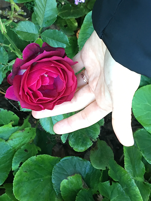 A rose in Naz’s garden.