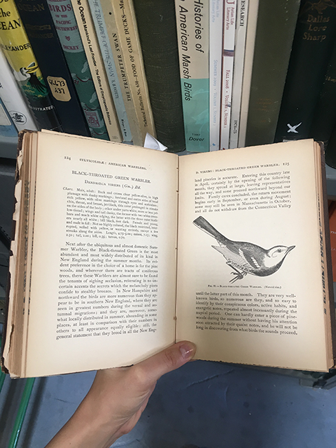 Archibald Thorburn’s British Birds Vol. I at the Prelinger Library.