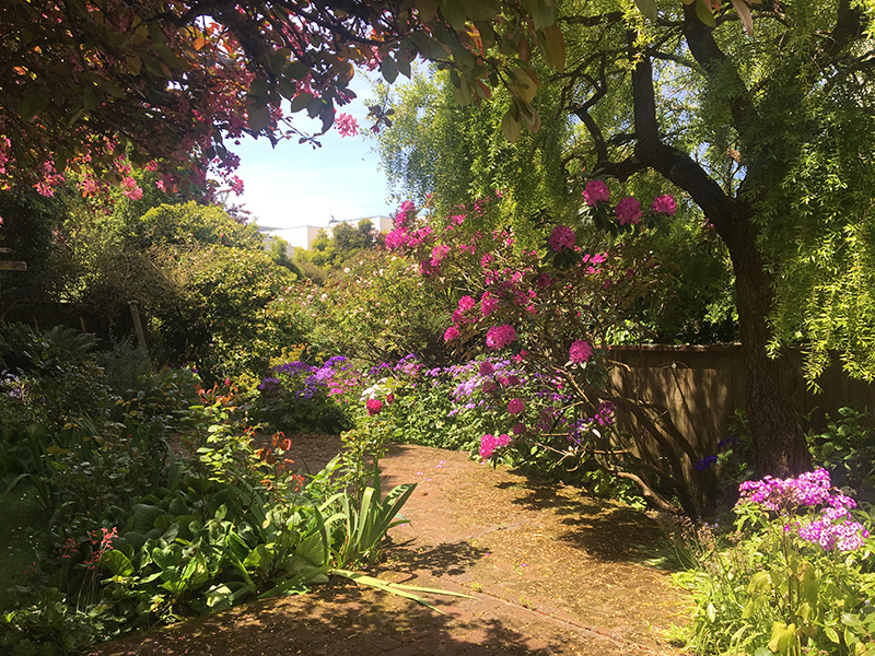 Naz’s garden in San Francisco, May 2019.