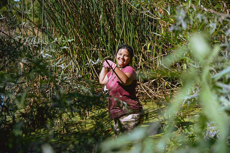 Kanyon Sayers-Roods harvests tule that will be used to make a traditional tule canoe. Photo: Marissa Leshnov.