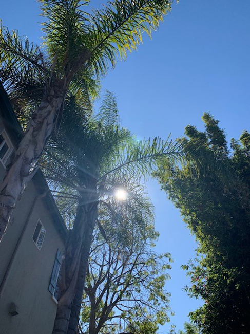 Midday, Venice, CA. November 2019.