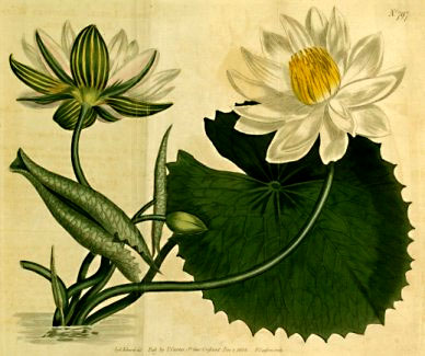 nymphaea lotus