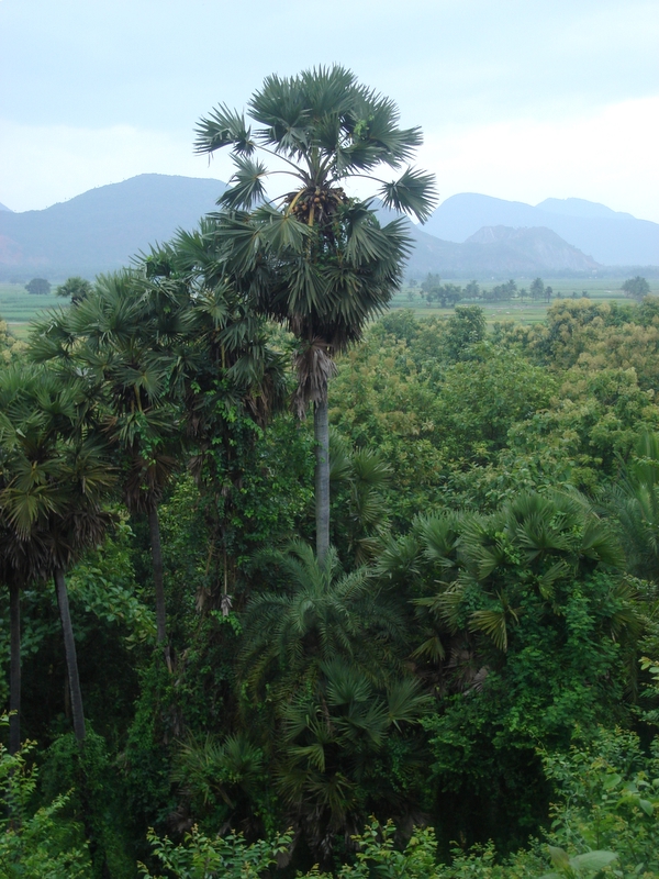 palmyra tree in bojjanakonda