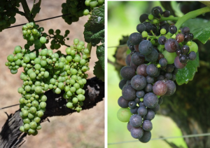 Two grape clusters, one green one with berries of even sizes, and one purple cluster with berries of different sizes.