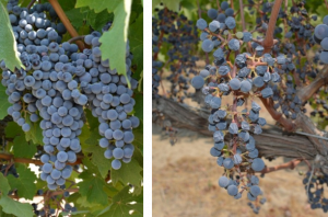 two purple grape clusters, where one on the left has large healthy berries, and one on the right has small berries.