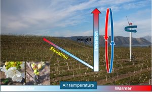 Diagram of how air moves in an vineyard or orchard