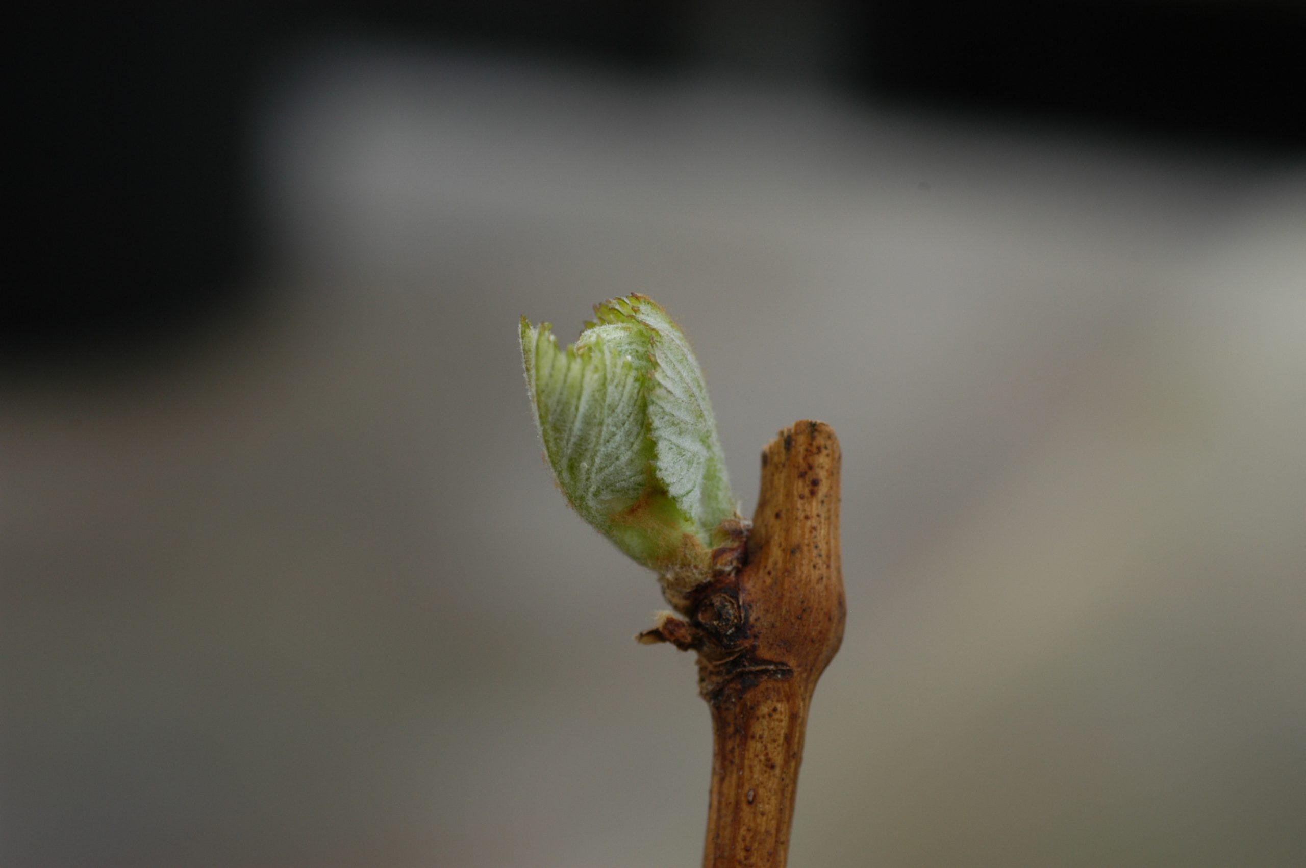 A grapevine spur breaking bud in the early spring.