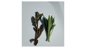 a picture of a dead, and alive, section of horseweed.