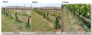 a three part picture of a vineyard including grapevines with and without dead grass under them