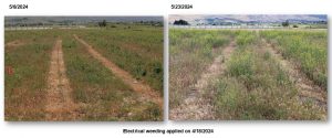 weedy fields with strips of dead weeds in them