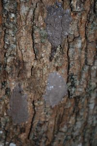 Grey paste-like substance on the bark of a tree. 