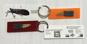 Key rings with images of the spotted Lanternfly, and plastic scrapers to help remove egg masses