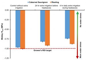 A bar graph showing that lack of water during a heatwave results in more water stress on the vine. 