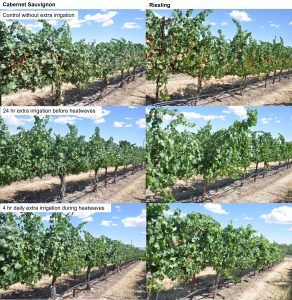 A series of photos showing grapevine canopies, before and after heat events and associated irrigation treatments. There are very little size differences seen. 