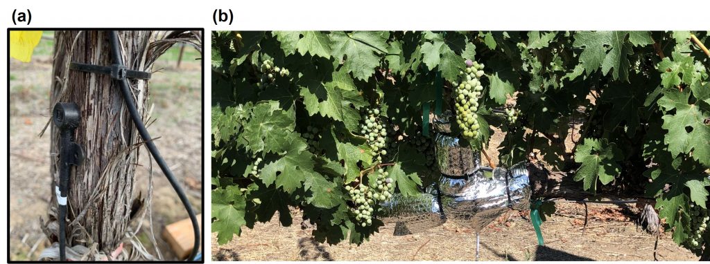 Equipment strapped to a grapevine trunk