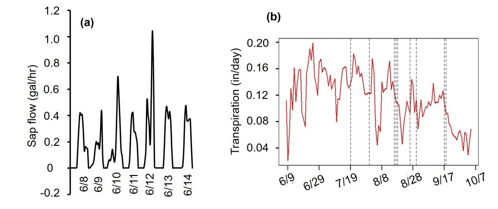 A graphic showing the rise and fall of sap flow rates in a vine trunk. 