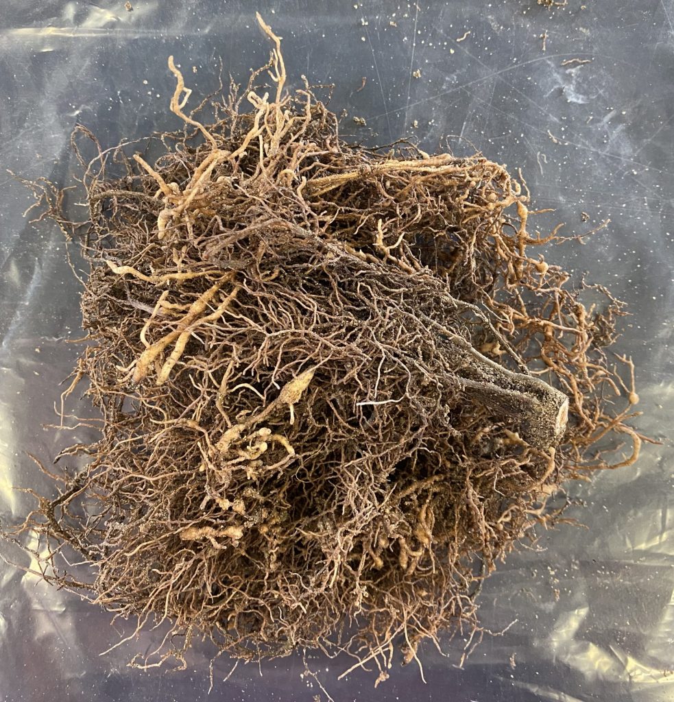 A mass of roots, with roottips that are abnormally swollen.