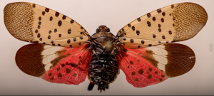 A brightly colored moth, with red and spotted wings.