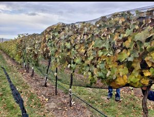 An aging vineyard canopy draped with netting to collect falling leaves.