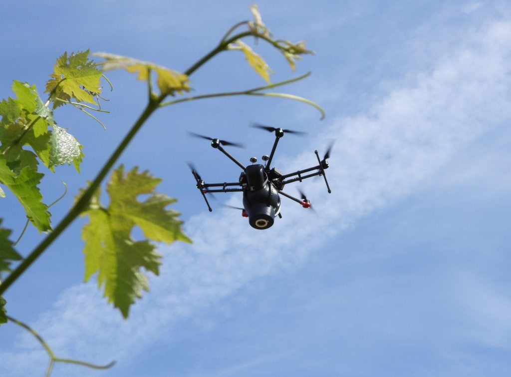 A grapevine shoot in the foreground, with a drone flying in the background against a blue sky.