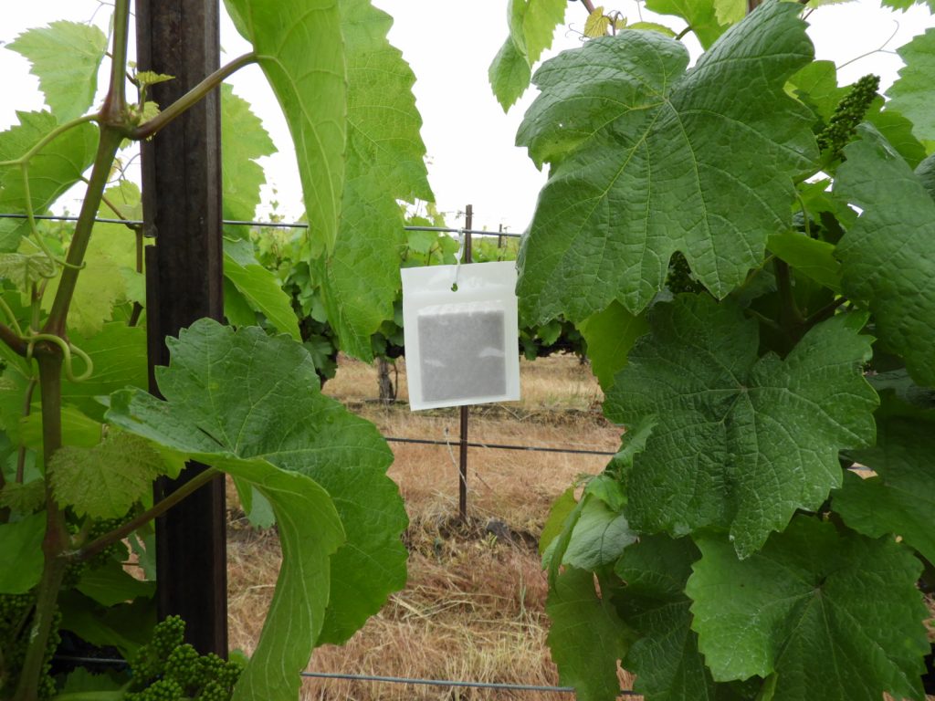 A white card with embedded with chemicals hands in a vine canopy.