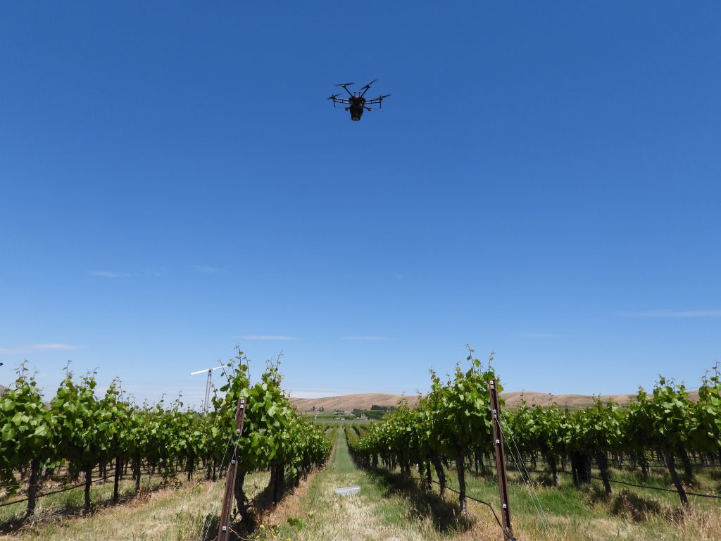 A drone flys against a blue sky above a vineyard