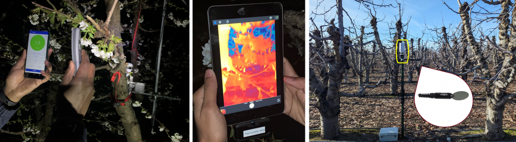A series a photos showing a small digital thermometer, an iPad with temperature readouts, and an image of an apple tree where the thermometer is placed.