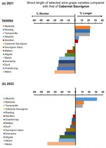 A graphic that shows that different grape varieties responded to the same water treatment different, some grew larger canopies relative to Cabernet Sauvignon, some grew smaller canopies. 