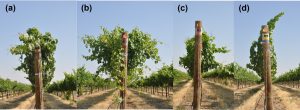 A 4-part figure showing the side profiles of the canopies of different grapevine varieties, which emphasizes that different varieties grow differently - large and dense and floppy, or small and tight and upright. 