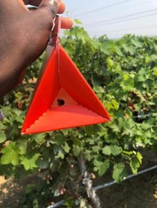 A red paper delta trap (triangle shape) suspended in front of vineyard. 