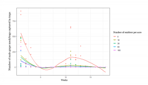 A graph showing two male mealybug flights in a single growing season - one in spring, one in mid summer. 