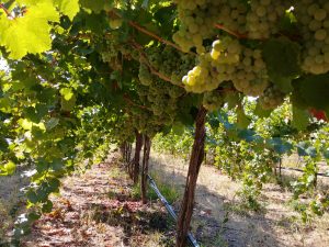 The underside of a grape canopy showing fruit clusters in the shade. 