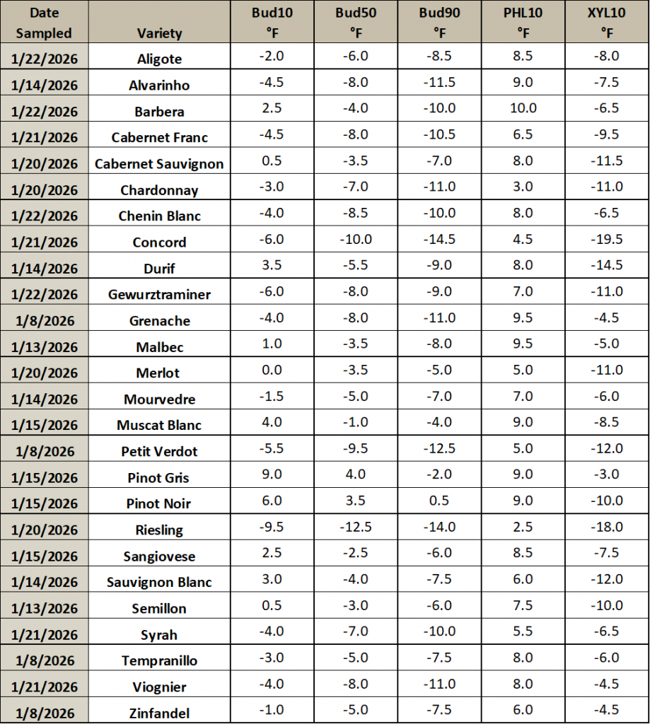 This is an image of a table listing different grapevine varieties, and the temperature thresholds at which they will have 10, 50 or 90% of their primary buds die. It also includes the temperature thresholds for which 10% of the phloem and xylem will die.