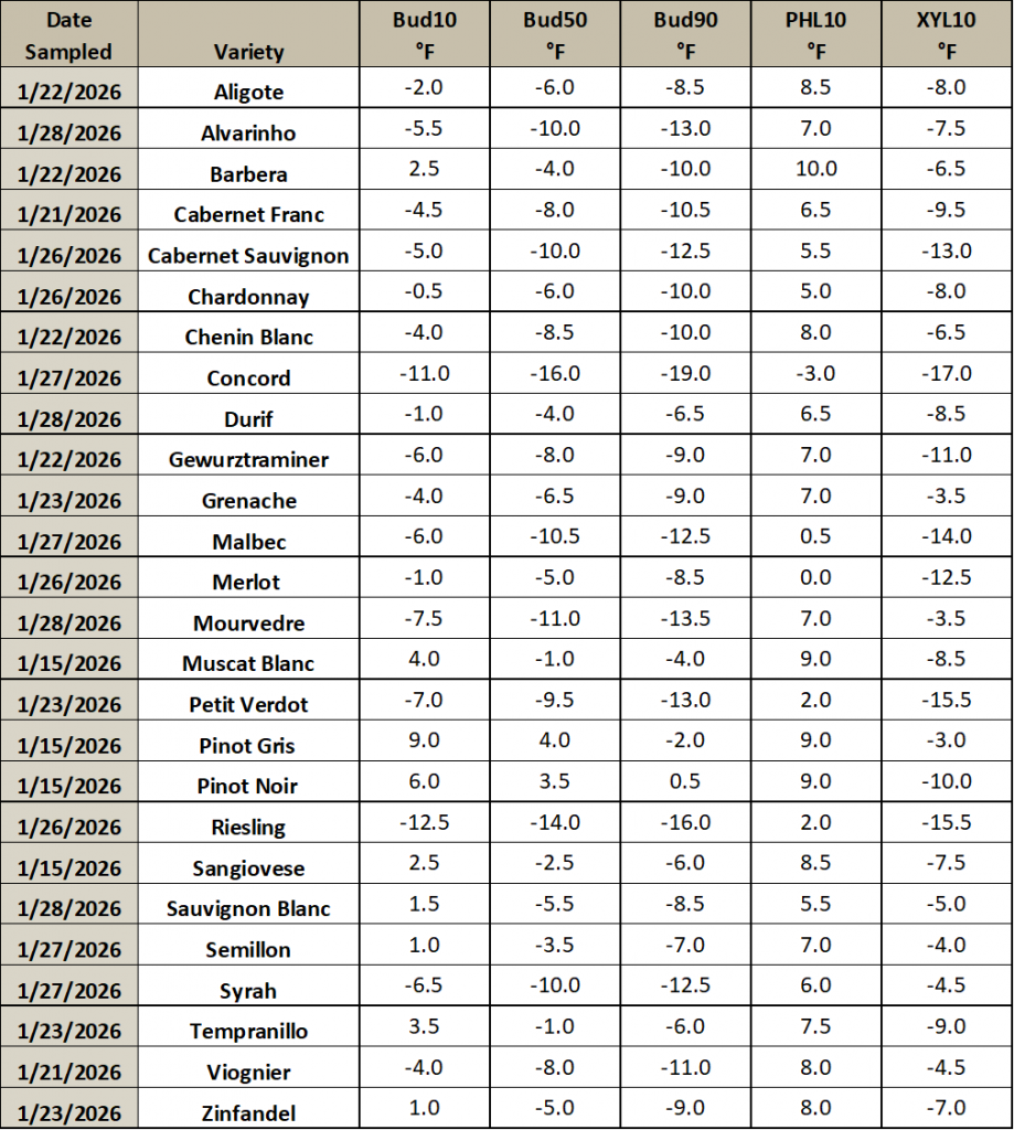 This is an image of a table listing different grapevine varieties, and the temperature thresholds at which they will have 10, 50 or 90% of their primary buds die. It also includes the temperature thresholds for which 10% of the phloem and xylem will die.