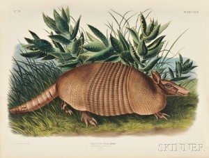 Armadillo from The Viviparous Quadrupeds of North America