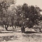 2977b_lot_127_jerusalem_champ_du_sang