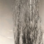 Alfred Stieglitz (American, 1864-1946) The Two Poplars, Lake George, with The Dying Chestnut Tree mounted on the reverse, 1934 (Lot 162, Estimate: $8,000-12,000)