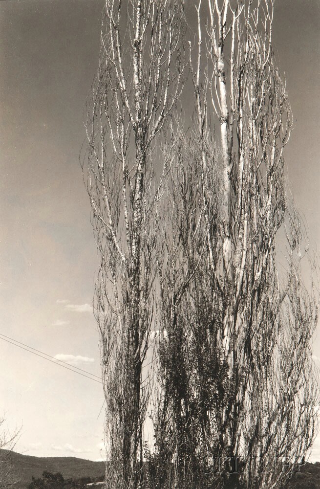 Alfred Stieglitz (American, 1864-1946) The Two Poplars, Lake George, with The Dying Chestnut Tree mounted on the reverse, 1934 (Lot 162, Estimate: $8,000-12,000)