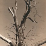 Alfred Stieglitz (American, 1864-1946) The Two Poplars, Lake George, with The Dying Chestnut Tree mounted on the reverse, 1934 (Lot 162, Estimate: $8,000-12,000)