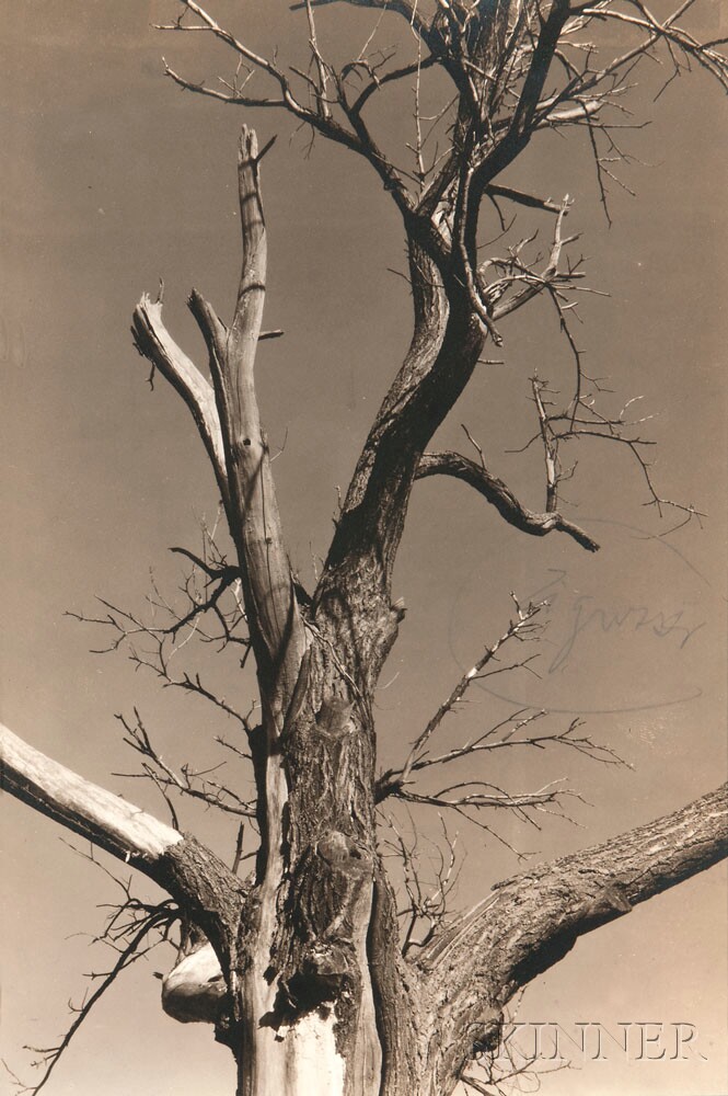 Alfred Stieglitz (American, 1864-1946) The Two Poplars, Lake George, with The Dying Chestnut Tree mounted on the reverse, 1934 (Lot 162, Estimate: $8,000-12,000)