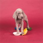 William Wegman (American, b. 1943) Bowling (Lot 167, Estimate: $800-1,200)