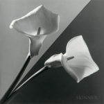 Robert Mapplethorpe (American, 1946-1989) Calla Lily, 1988 (129, Estimate $20,000-30,000)