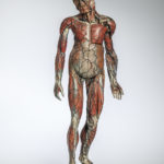 Dr. Louis Auzoux Full Body Medical Teaching Model, France, c. 1847 (Lot 549, Estimate: $8,000-12,000)